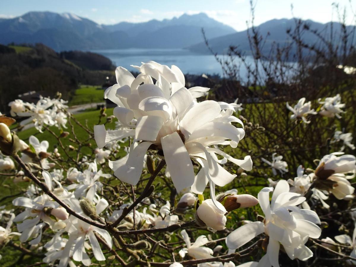 Biohof Schwanser Steinbach am Attersee Luaran gambar