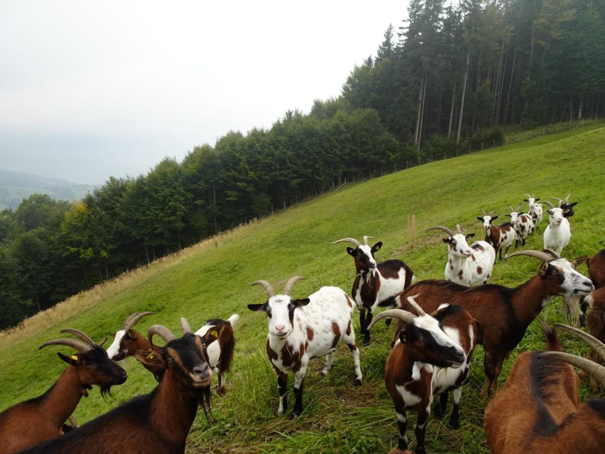 Biohof Schwanser Steinbach am Attersee Luaran gambar