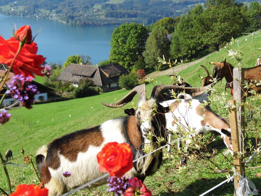 Biohof Schwanser Steinbach am Attersee Luaran gambar