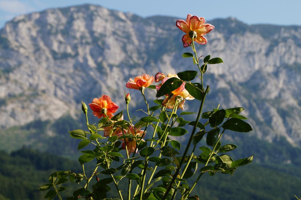 Biohof Schwanser Steinbach am Attersee Luaran gambar